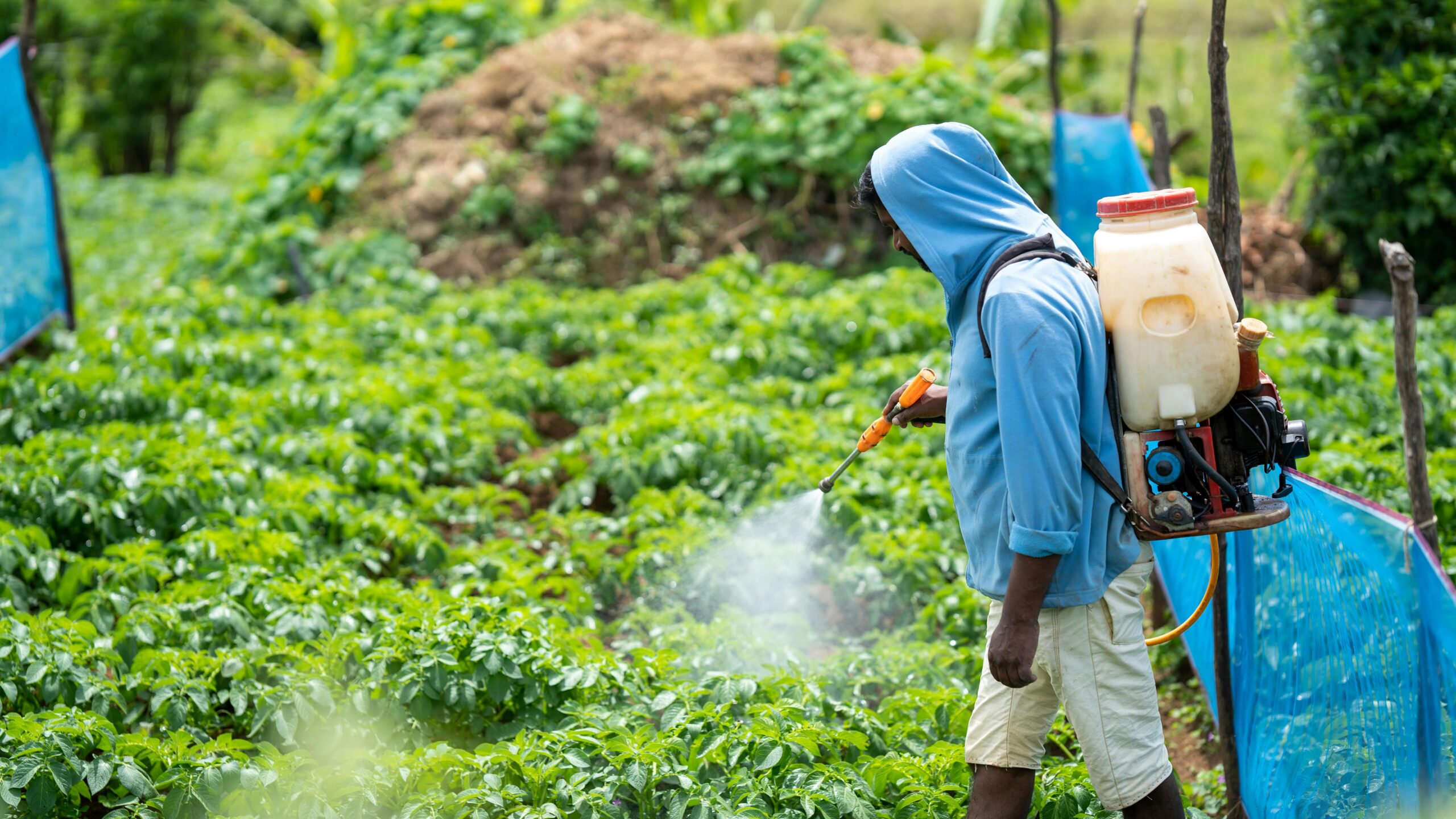 man spraying pesticides